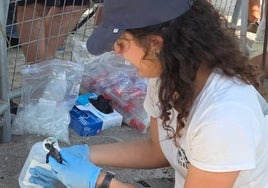 Los nuevos 'veraneantes' de Mojácar: 56 tortugas bobas