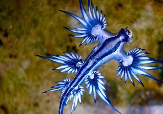 El dragón azul obliga a cerrar una playa en la provincia de Cádiz