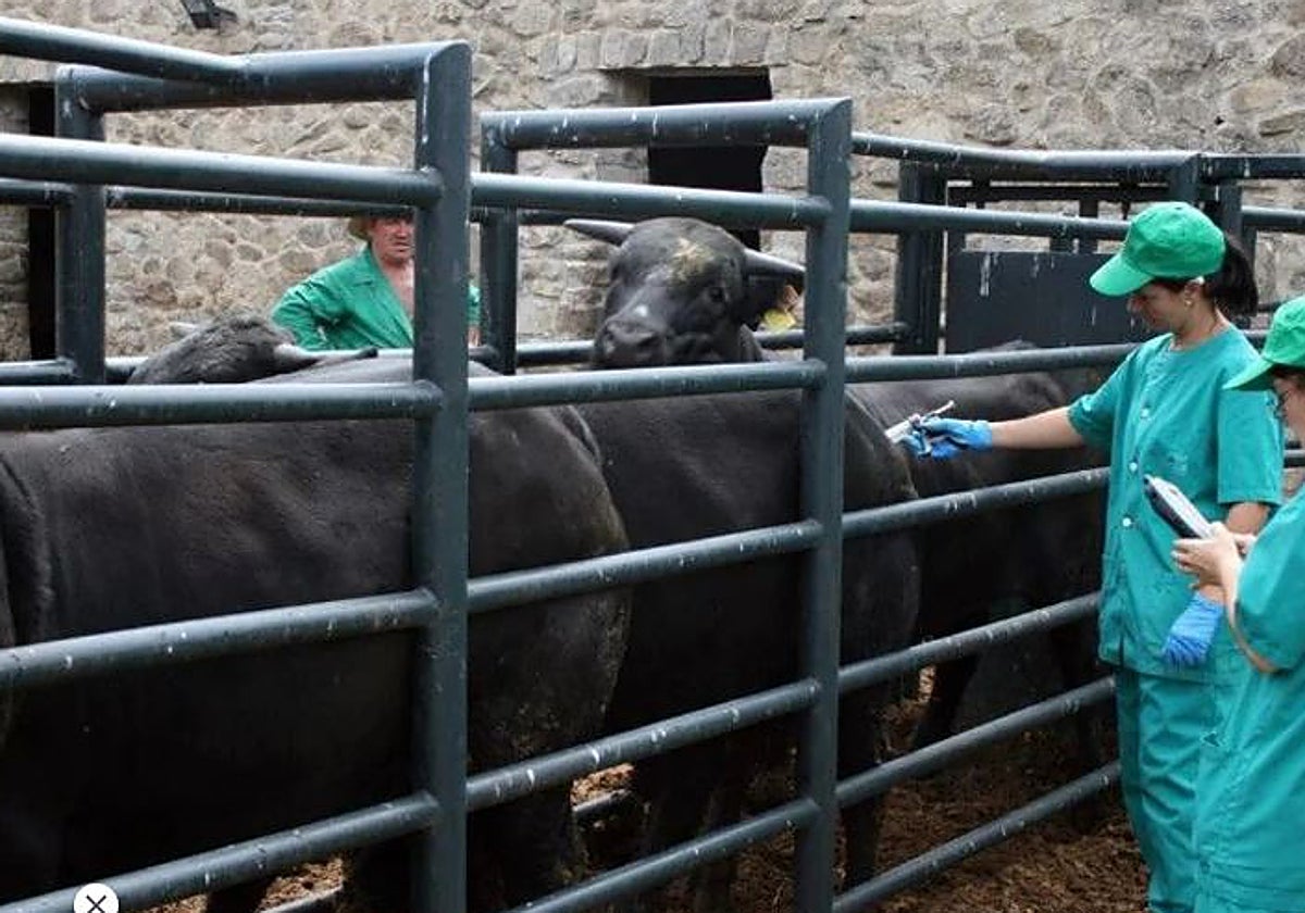 Asaja pide «más ayudas y más vacunas» para hacer frente a la lengua azul en Castilla-La Mancha