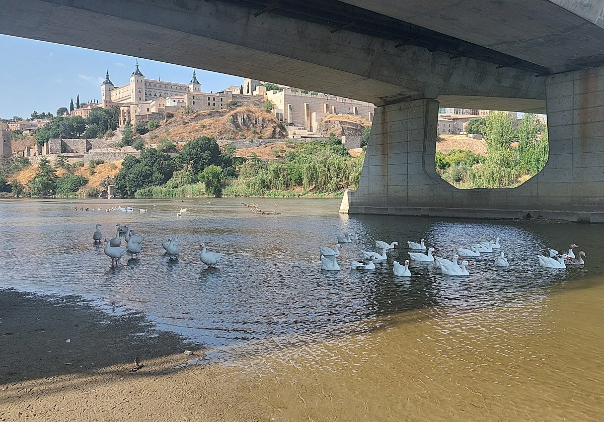 Los patos no tienen casi agua para poder nadar