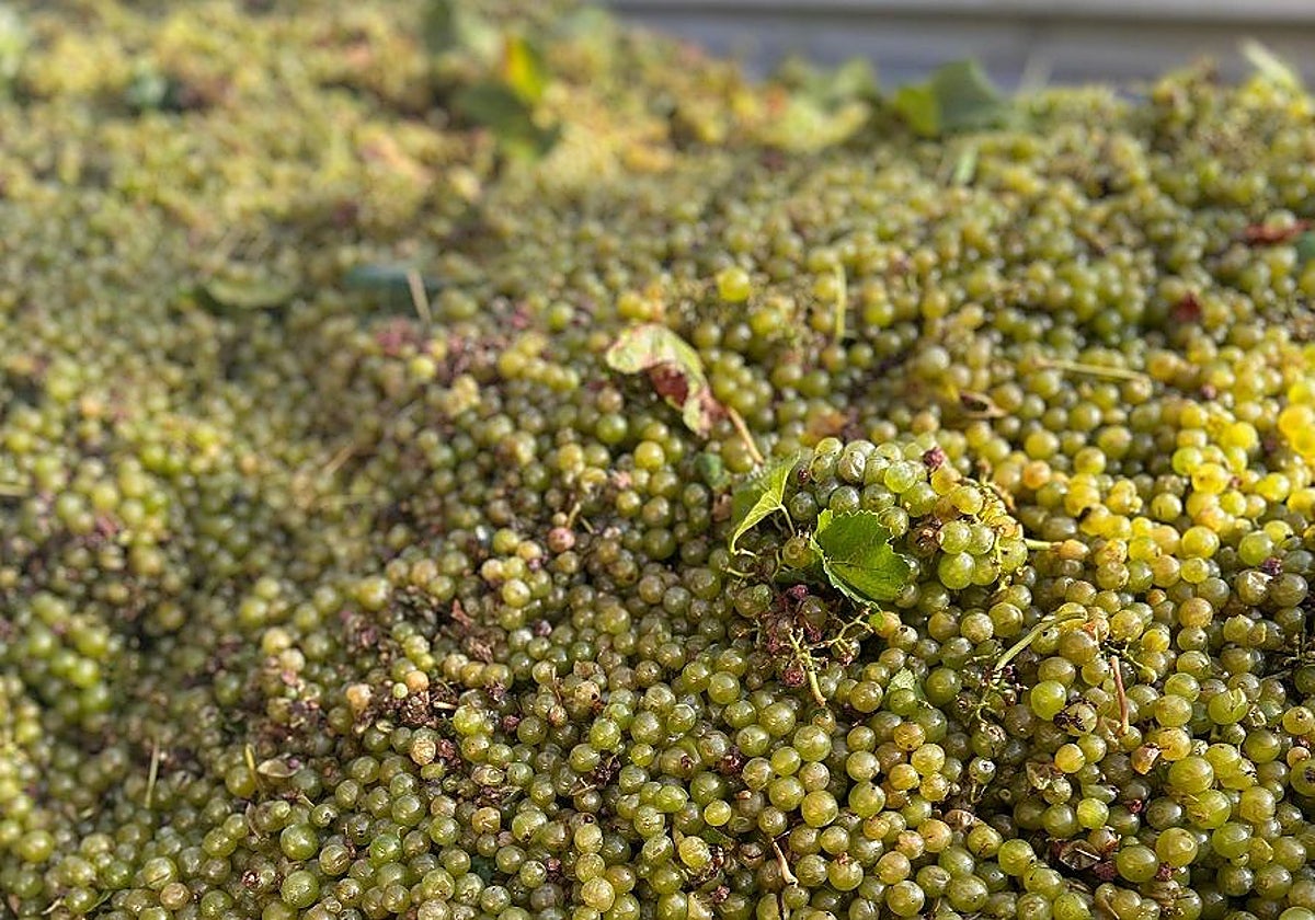 Imagen de recurso de uva en un cultivo valenciano