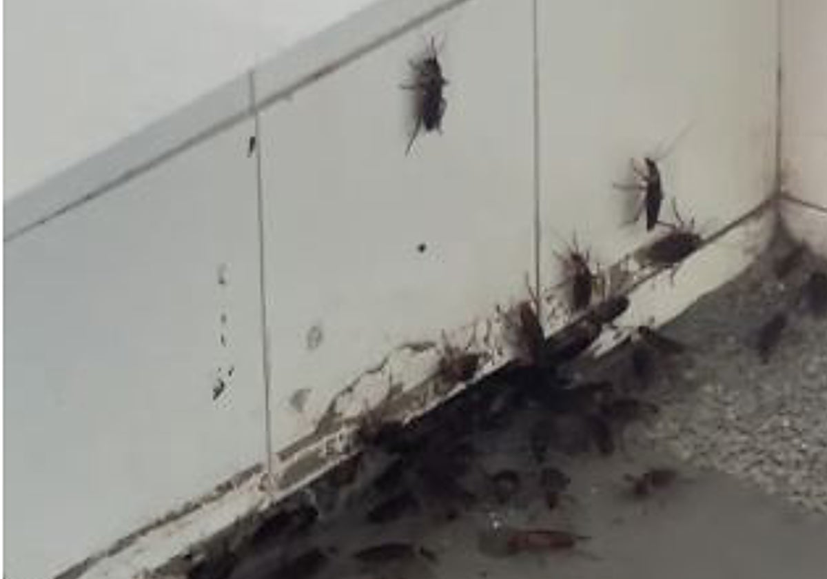 Cucharachas en el suelo y por las paredes de la estación del AVE en Toledo