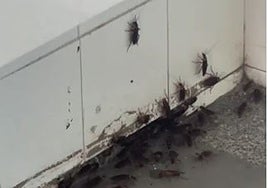 Nidos de cucarachas en los servicios de la estación del AVE de Toledo, que visitan miles de viajeros