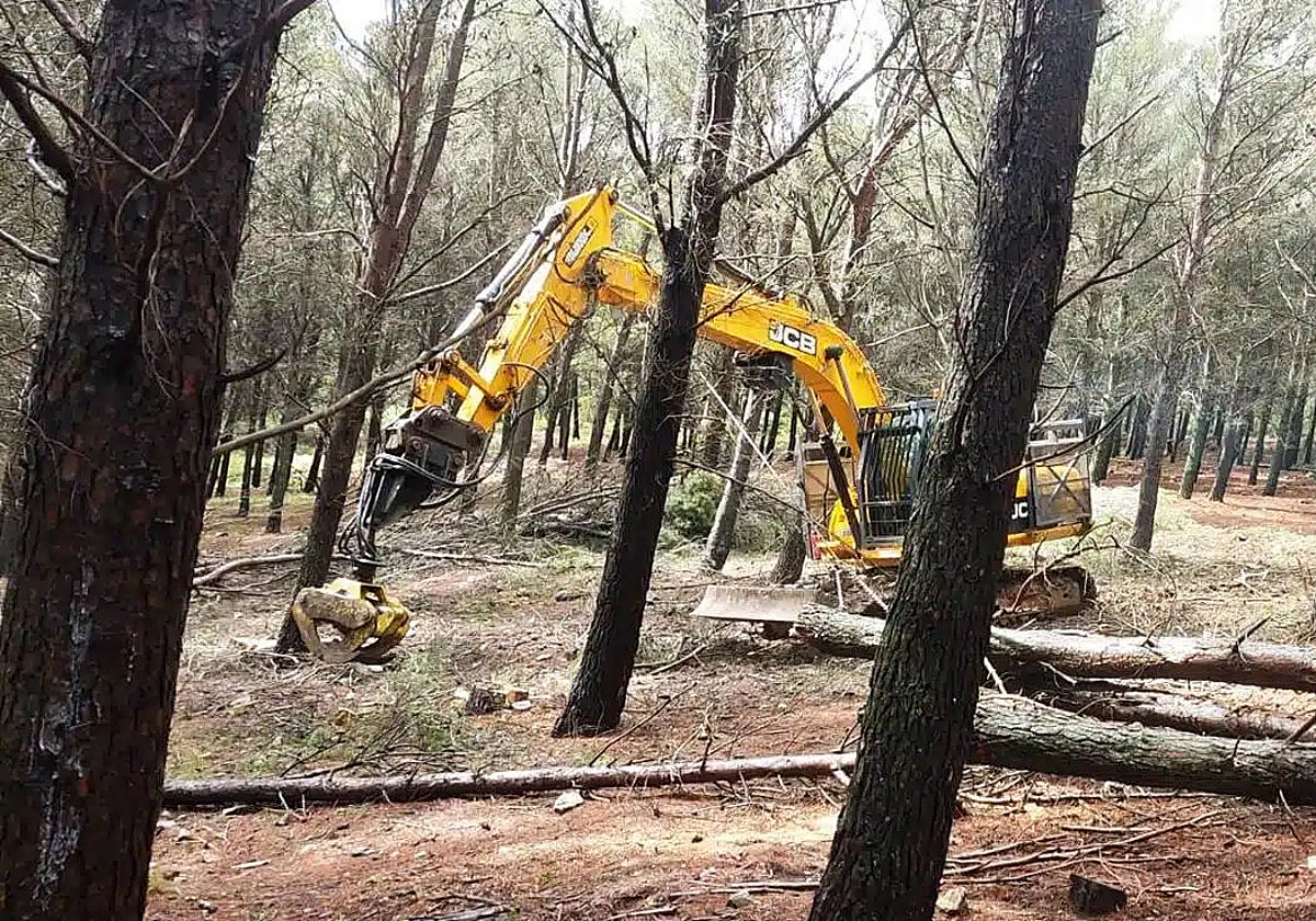 Una máquina hace trabajos forestales en la sierra para sacar biomasa