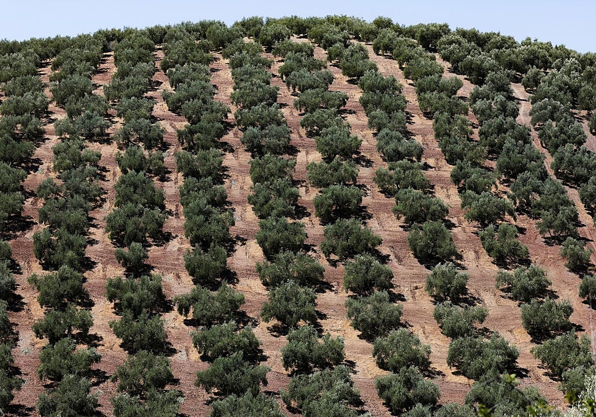 «Todos presumimos de que los olivares de Mora son los mejores de Castilla-La Mancha», dice Bravo, que ve «un sinsentido» recuperar una cañada real