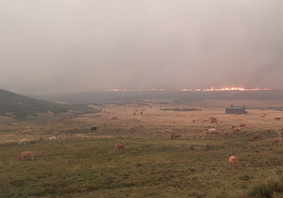 Ganado pastando en Sanabria (Zamora), con el incendio de Porto al fondo