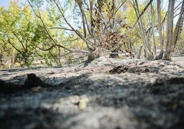 Servicios de extinción de Madrid y Castilla-La Mancha trabajan en el incendio declarado entre Méntrida y Aldea del Fresno