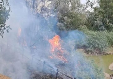 Investigado un joven en Palma del Río por provocar un incendio forestal junto al río Genil