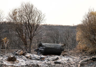 Las imágenes del rastro del fuego en Castilla y León