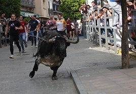 Carcabuey volverá a vibrar este sábado con el Toro de Cuerda, que cumple 400 años