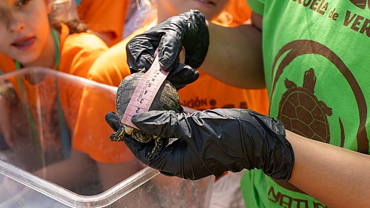 Imagen de la liberación de un galápago europeo que ya ha llegado al tamaño óptimo