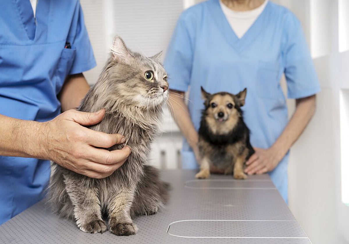 Dos mascotas, en la camilla de una clínica veterinaria andaluza