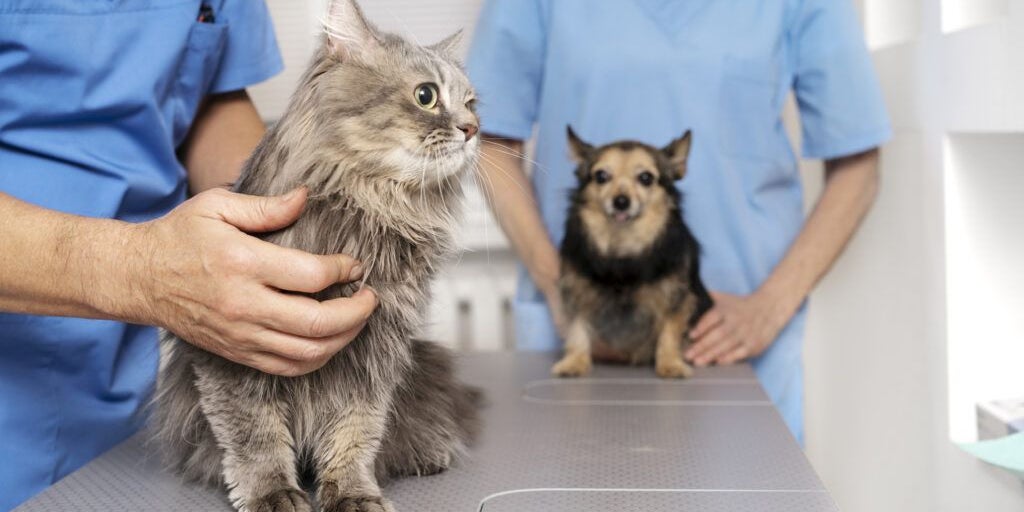 Piden deducir los gastos veterinarios en la declaración de la renta de los andaluces