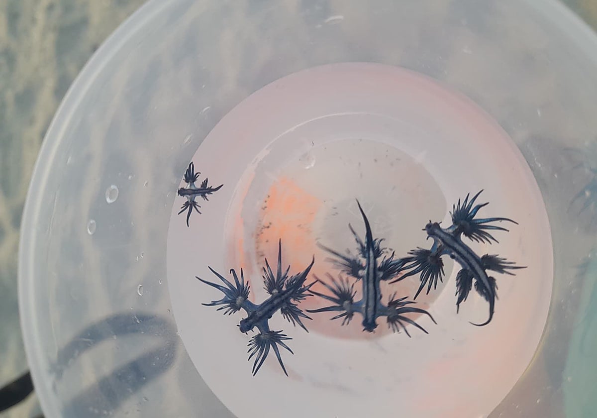 Dragones azules encontrados en la playa