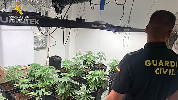Le pillan en un control por el olor a marihuana y alega que cultiva lavanda y romero