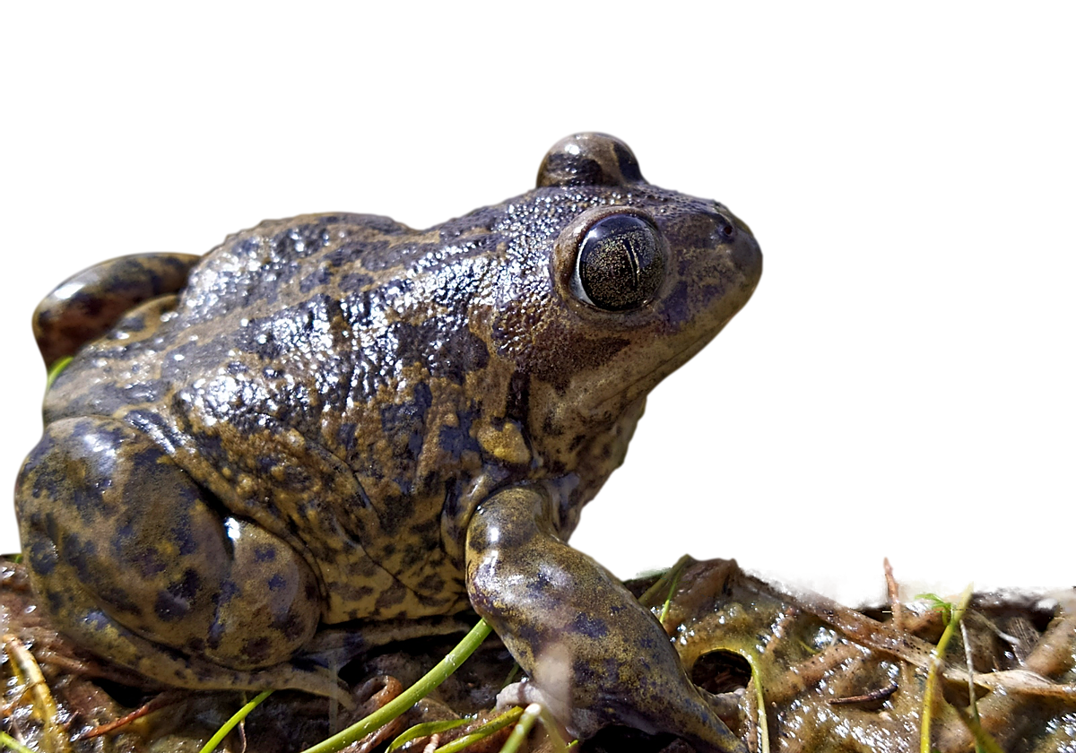 Imagen de un sapo de espuelas