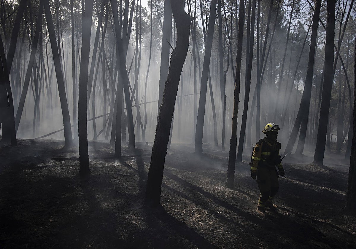 Un agente forestal sobre un terreno calcinado por las llamas en Verín, Orense