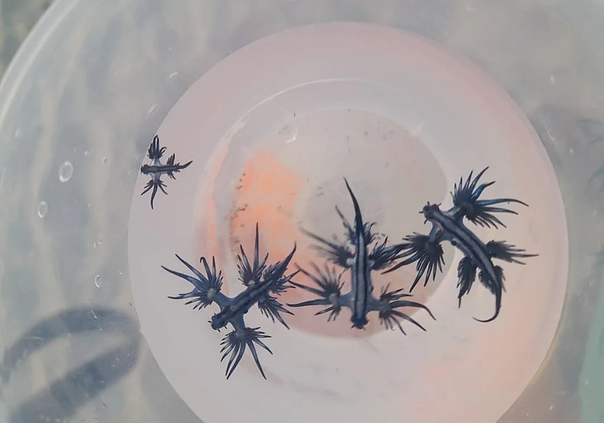 Imagen de varios ejemplares de dragón azul encontrados en las playas