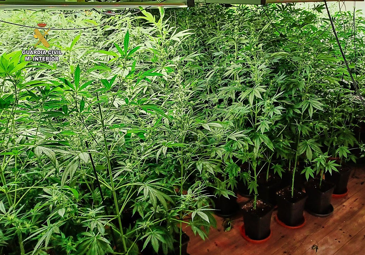 Plantación de marihuana