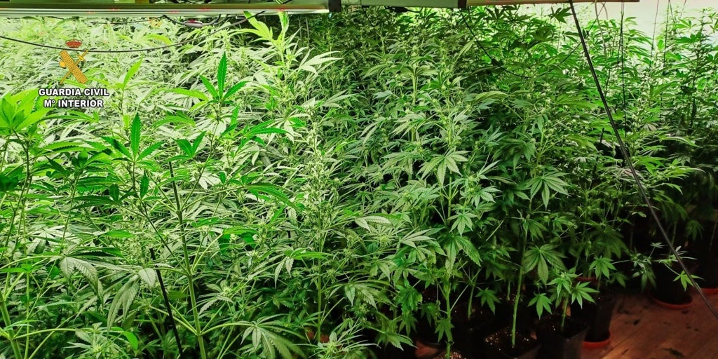 La Guardia Civil interviene 261 plantas de marihuana en Oza-Cesuras (La Coruña)