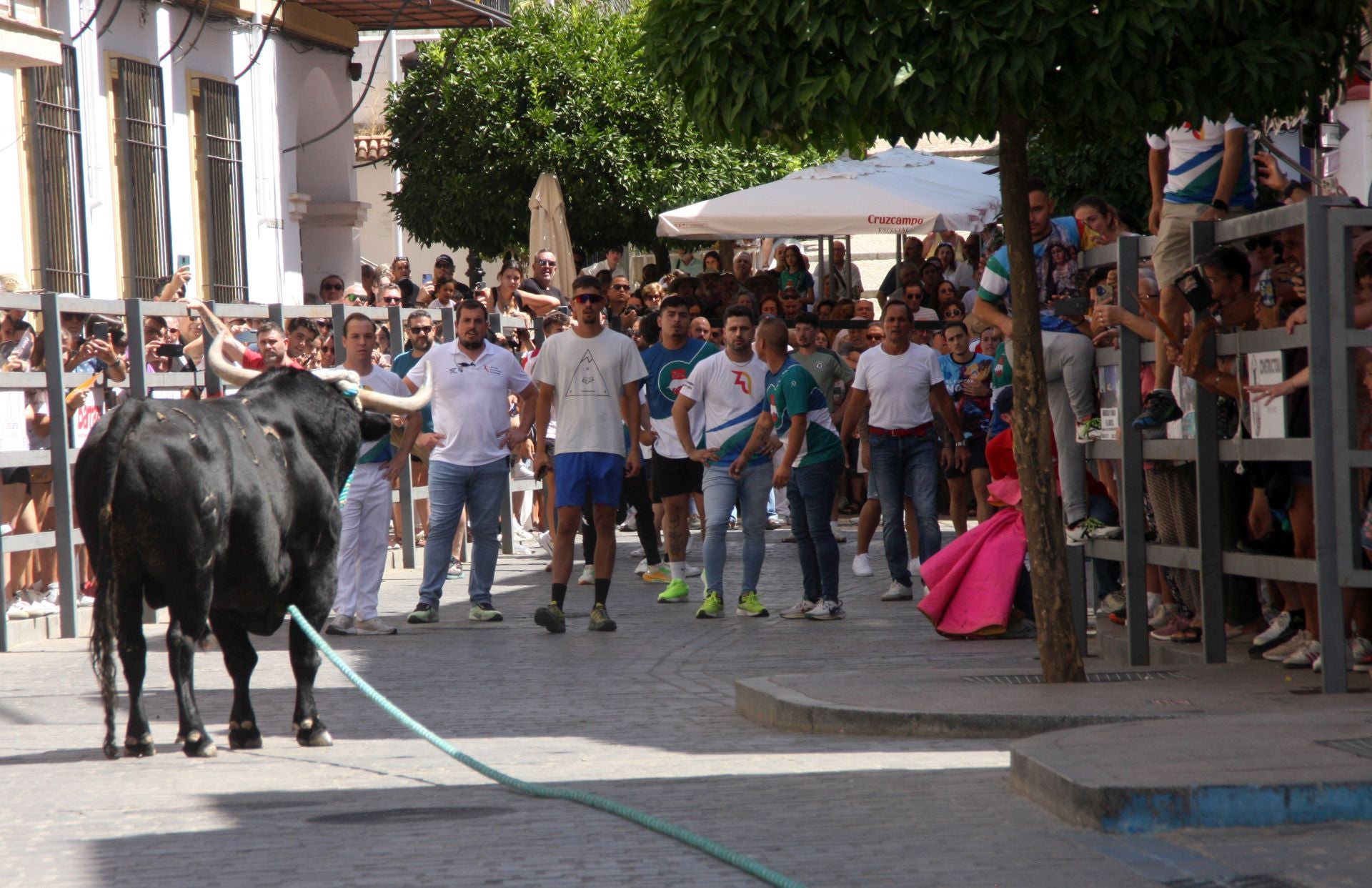 El emocionante Toro de Cuerda de Carcabuey, en imágenes