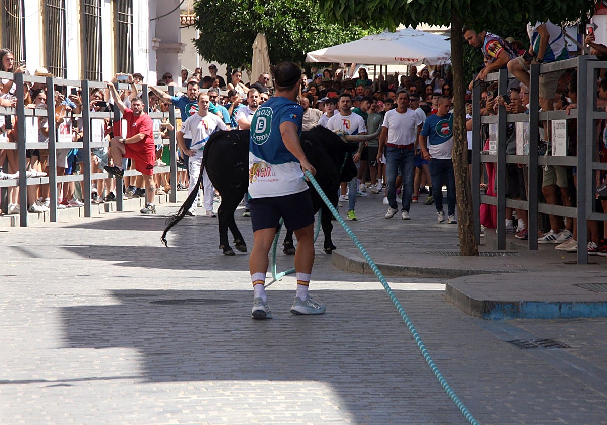 Imagen del toro 'Sorpresa', el que cerró este sábado la suelta de la mañana