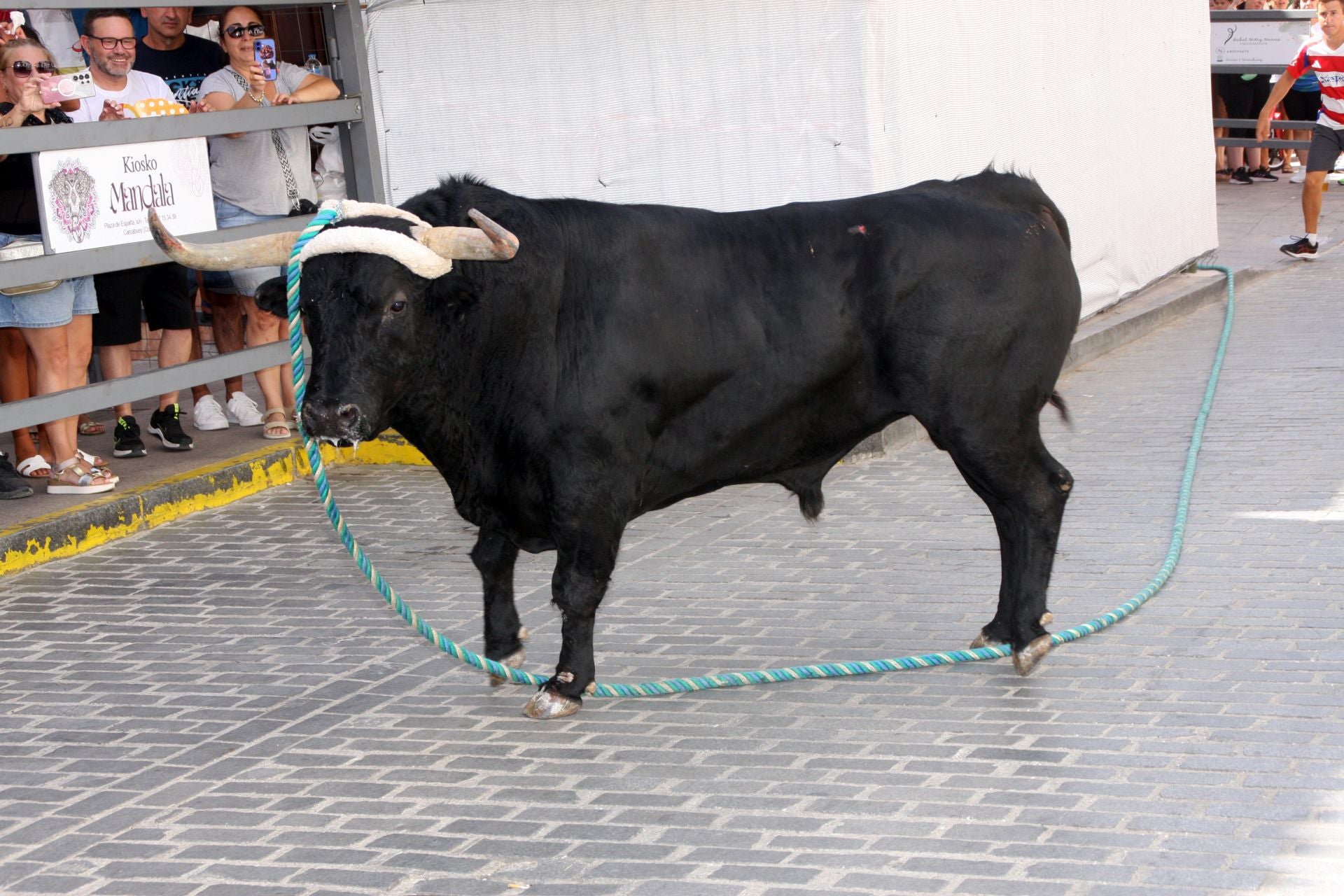 El emocionante Toro de Cuerda de Carcabuey, en imágenes