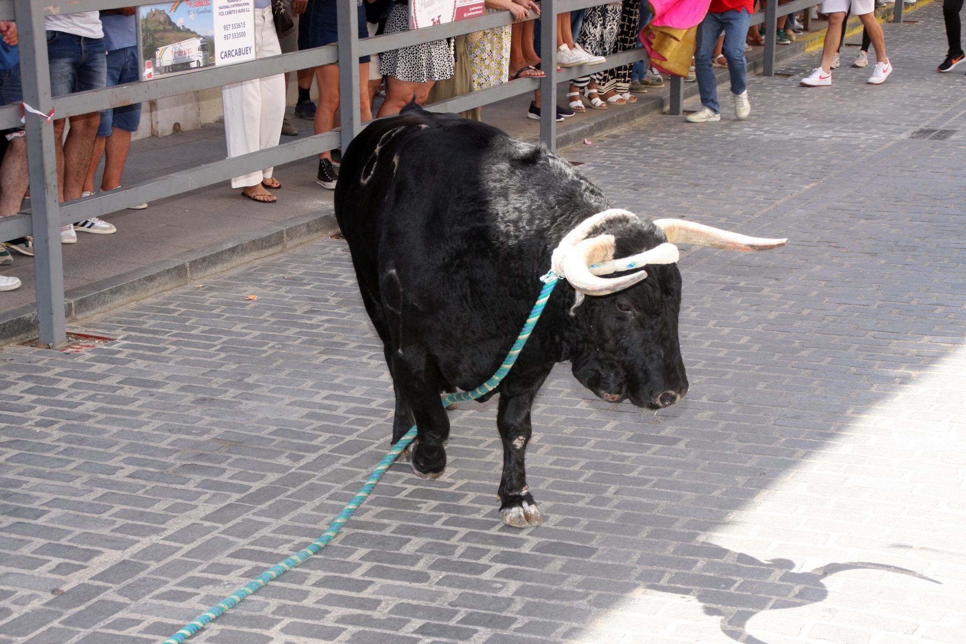El emocionante Toro de Cuerda de Carcabuey, en imágenes