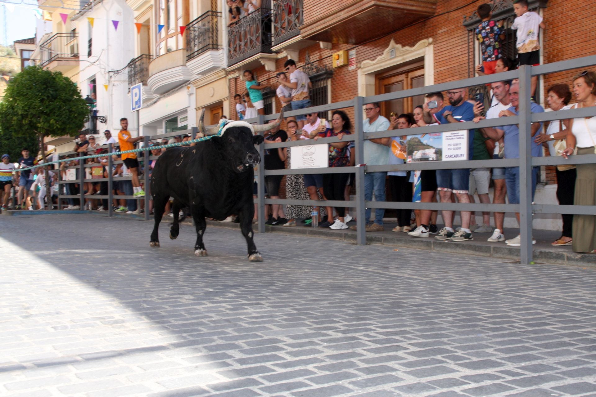 El emocionante Toro de Cuerda de Carcabuey, en imágenes