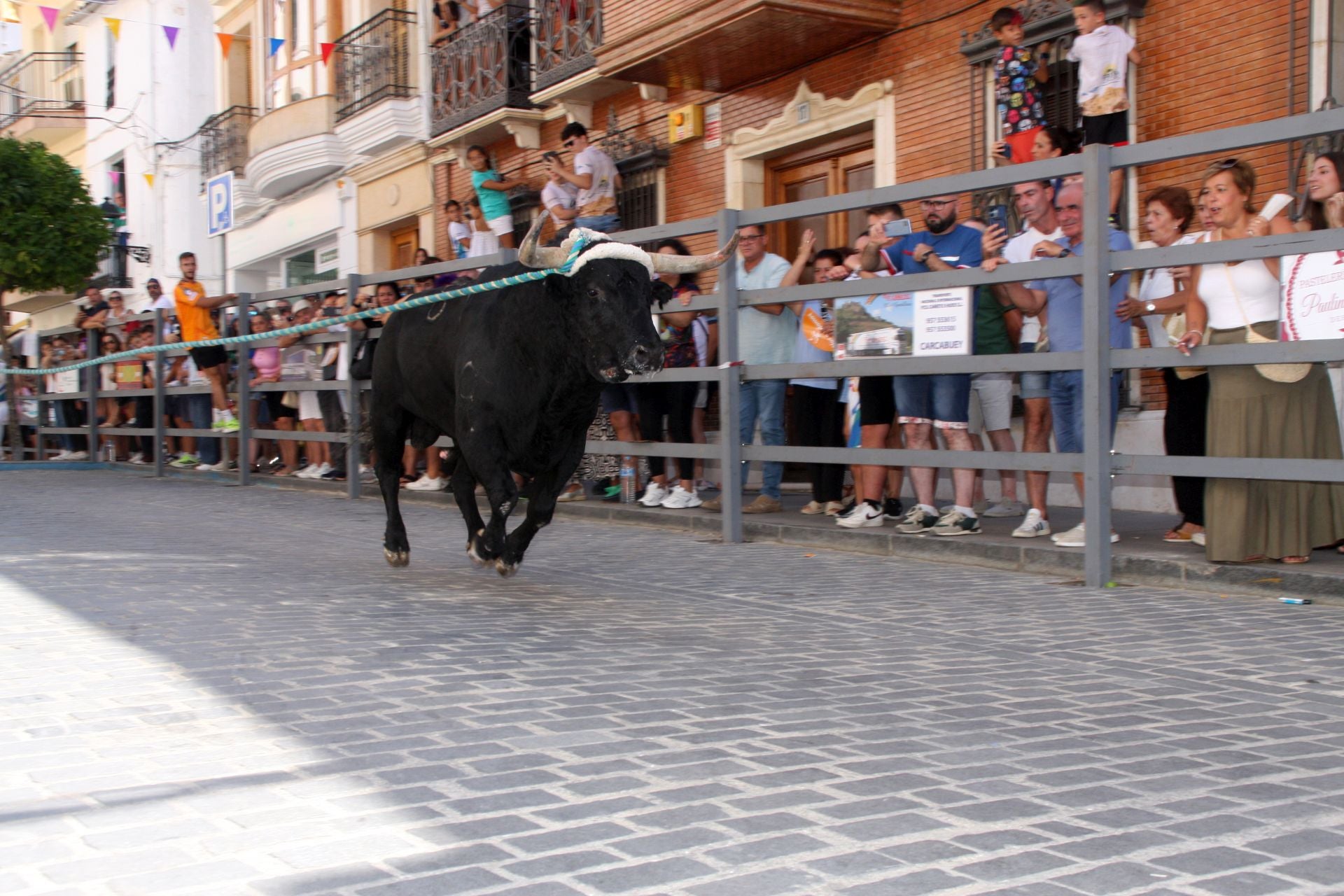 El emocionante Toro de Cuerda de Carcabuey, en imágenes