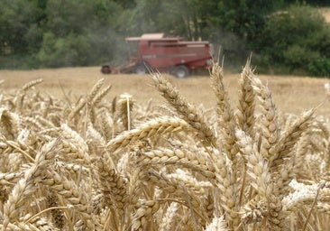 Expertos mundiales en trigo se darán cita en Córdoba en octubre