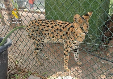 Desmantelan un zoo clandestino en Castellón tras causar «daños millonarios»