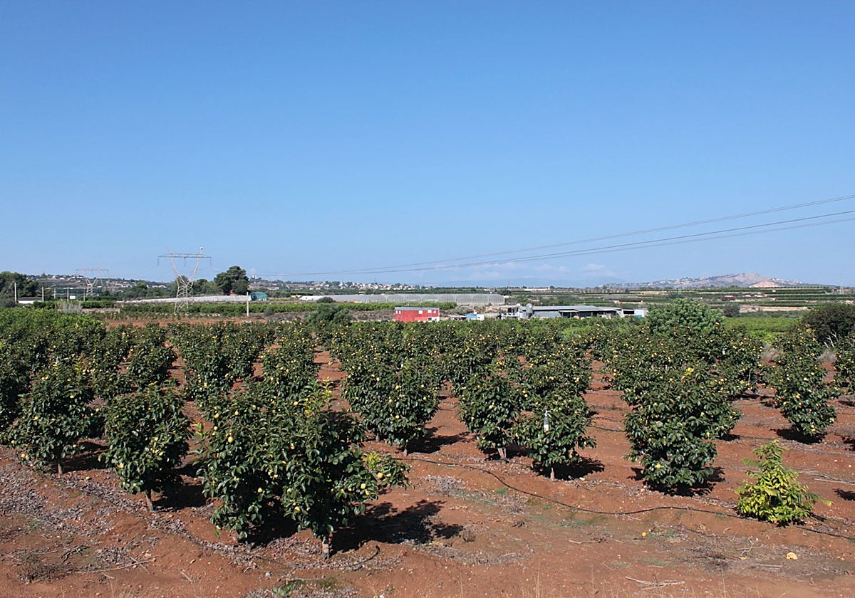 Imagen de archivo de un campo de Picassent