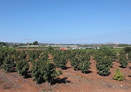 La Fundación Amancio Ortega dona un millón de euros a los agricultores de Picassent afectados por la dana