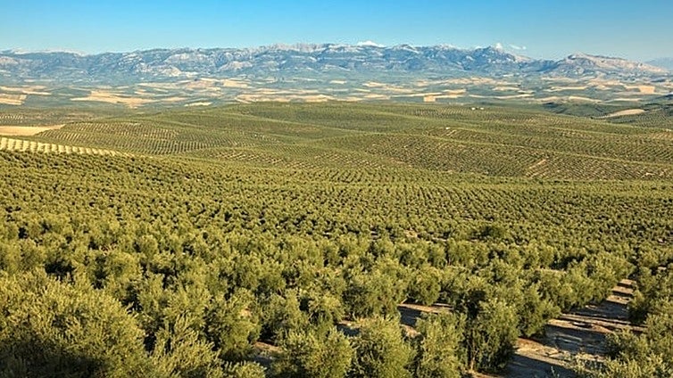 La metamorfosis silenciosa del olivar jiennense