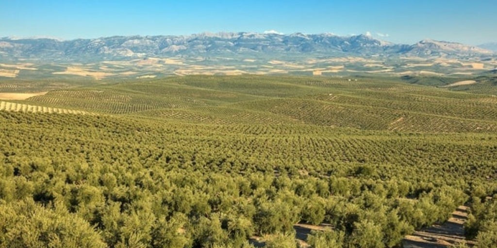 La metamorfosis silenciosa del olivar jiennense