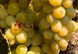 La ola de calor amenaza a la uva moscatel de Alejandría en Alicante, un manjar delicatessen