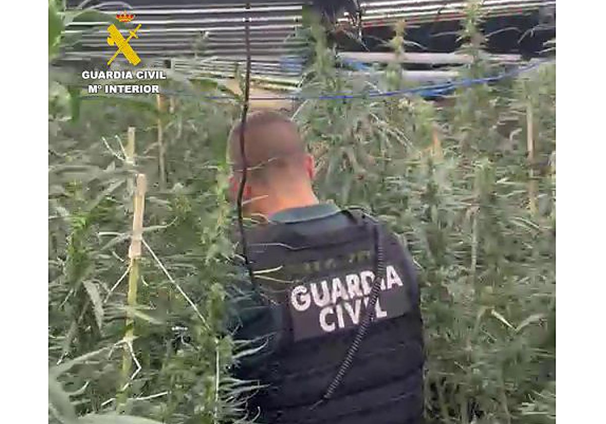 Imagen de un agente de la Guardia Civil en la plantación de marihuana