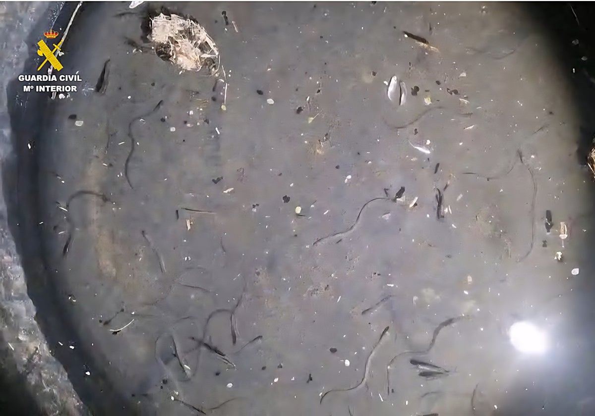 Imagen de anguilas capturadas en en la desembocadura de La Llosa, Castellón