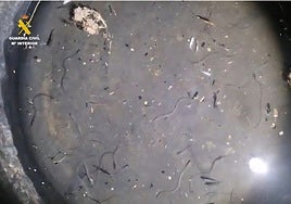 Descubren a un pescador furtivo con cien ejemplares de una especie al borde de la extinción