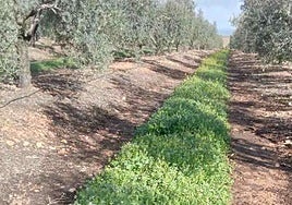 Bruselas da luz verde a los cambios en los ecorregímenes de la PAC para 2026