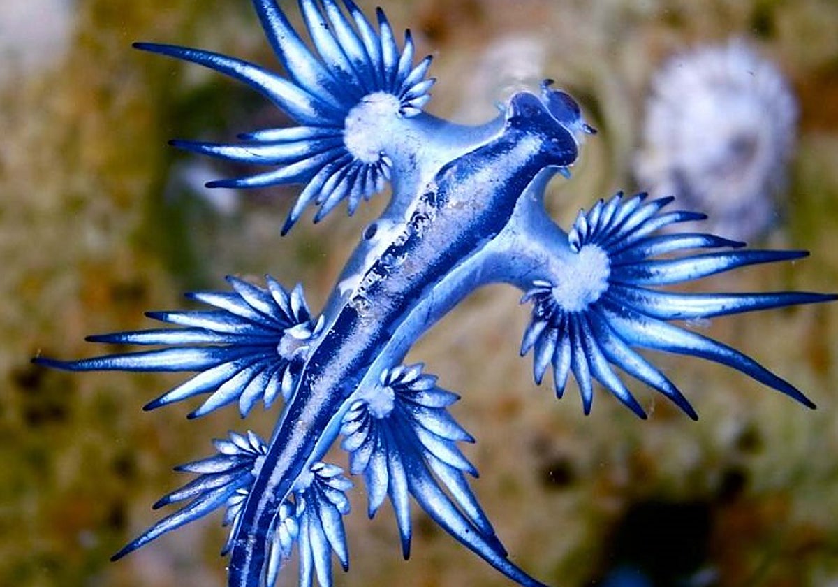 Prohíben el baño en tres playas de Cuevas del Almanzora por la presencia del dragón azul