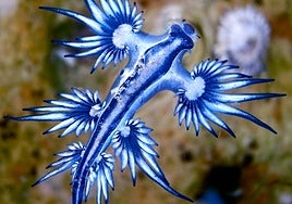 Prohíben el baño en tres playas de Cuevas del Almanzora por la presencia del dragón azul