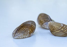 La Confederación Hidrográfica del Guadiana contrata el seguimiento del sistema de monitorización de larvas de mejillón cebra en embalses de la cuenca