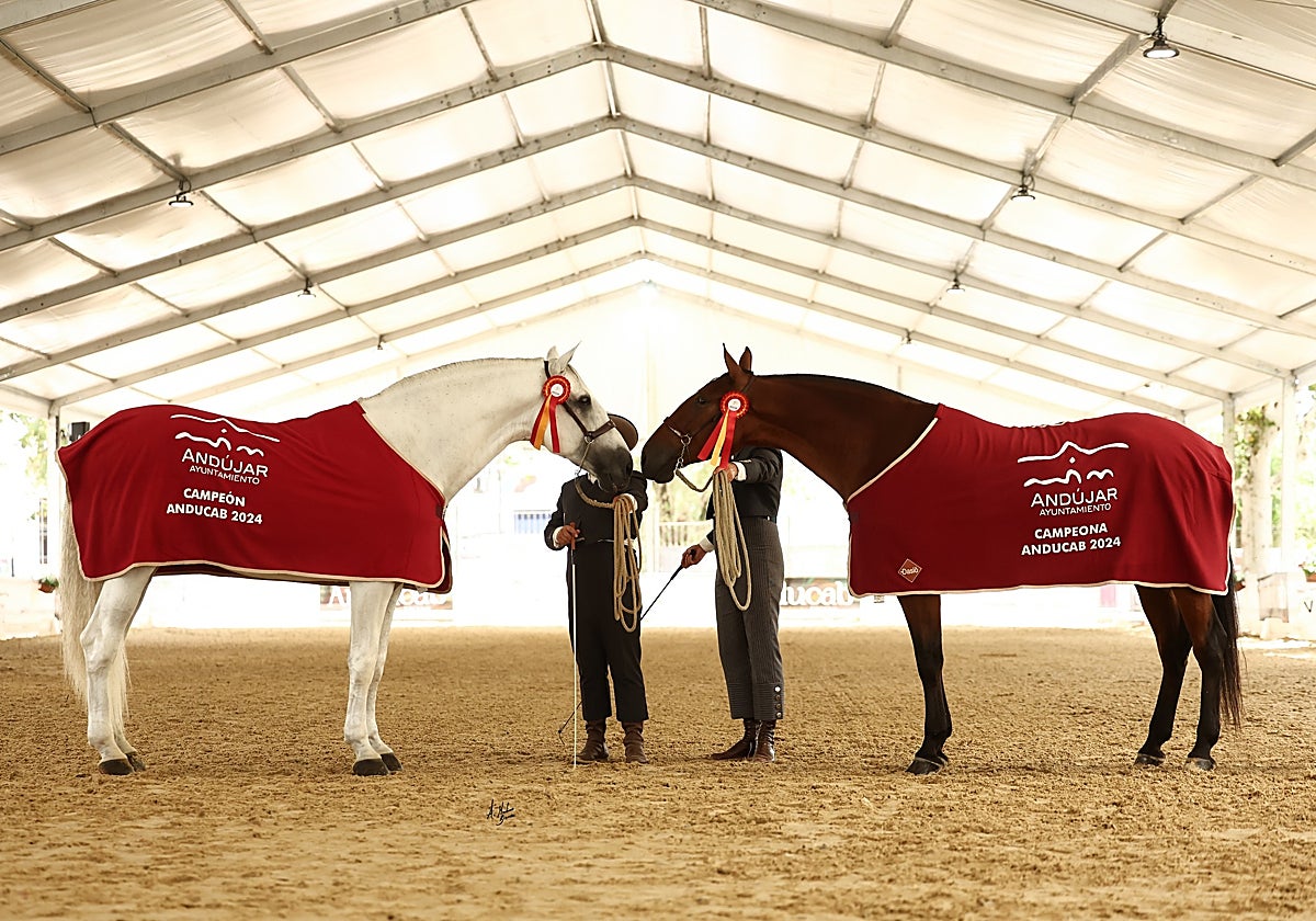 Caballos finalistas de Anducab 2024