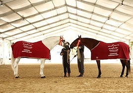 Andújar se convierte en el epicentro mundial del Pura Raza Española con Anducab 2025