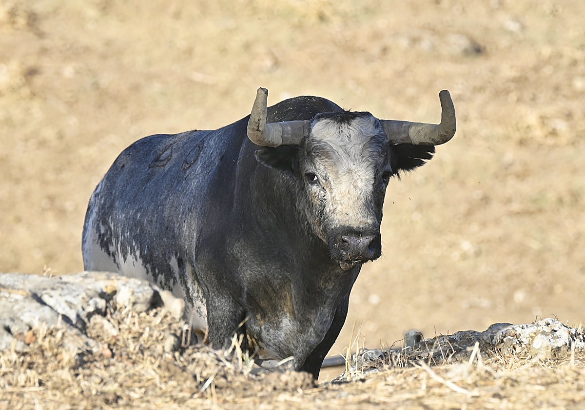 Tapabocas pastando en la finca de La Quinta en el término de Palma del Río (Córdoba)