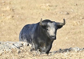 Tapabocas: el tesoro 'minero' de La Quinta indultado en Bilbao