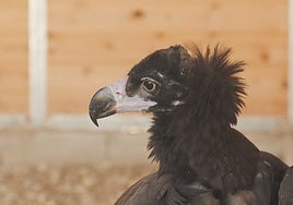 El equipo de cetreros del  parque 'Puy du Fou' de Toledo rescata un buitre negro en Bargas