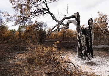 Zamora, llanto por una tierra quemada